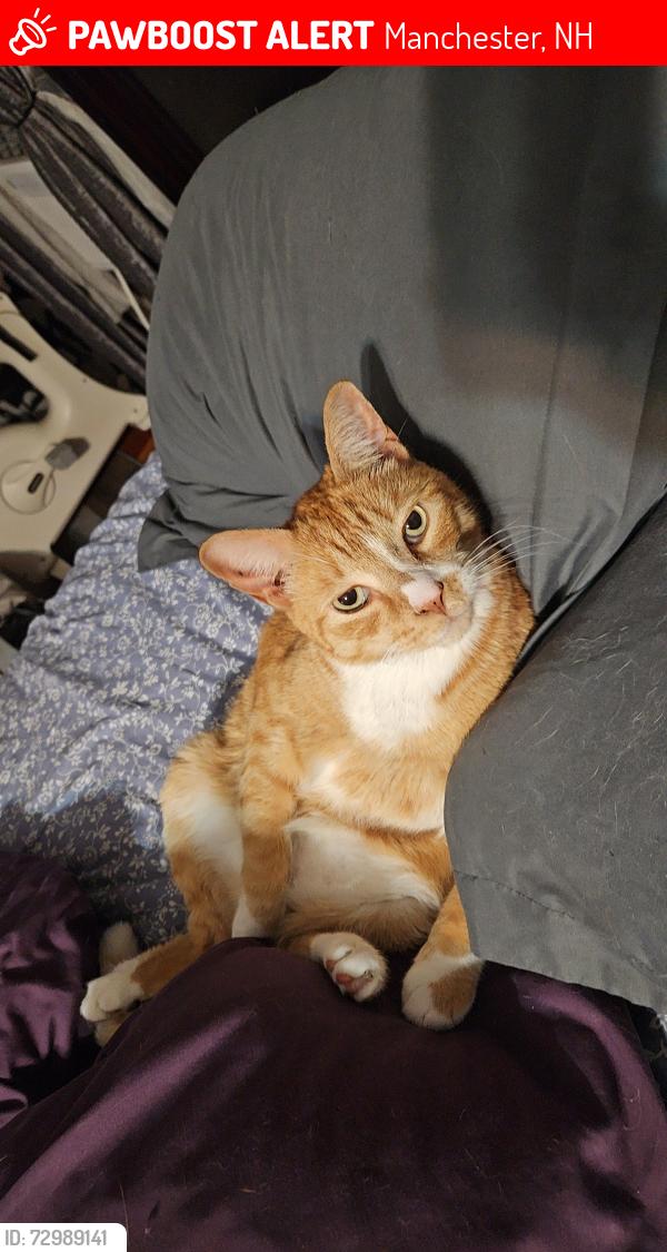 Lost Male Cat last seen Bremer/Mason st, Manchester, NH 03102