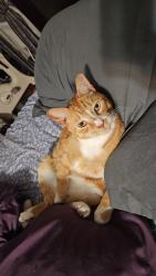Lost Male Cat last seen Bremer/Mason st, Manchester, NH 03102