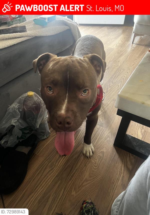 Lost Male Dog last seen Goodfellow, St. Louis, MO 63136