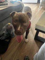 Lost Male Dog last seen Goodfellow, St. Louis, MO 63136