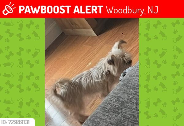 Lost Female Dog last seen Ford and Hacker ave, Woodbury, NJ 08096