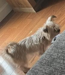 Lost Female Dog last seen Ford and Hacker ave, Woodbury, NJ 08096