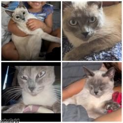 Lost Female Cat last seen Marilla drive, Lakeside, CA 92040
