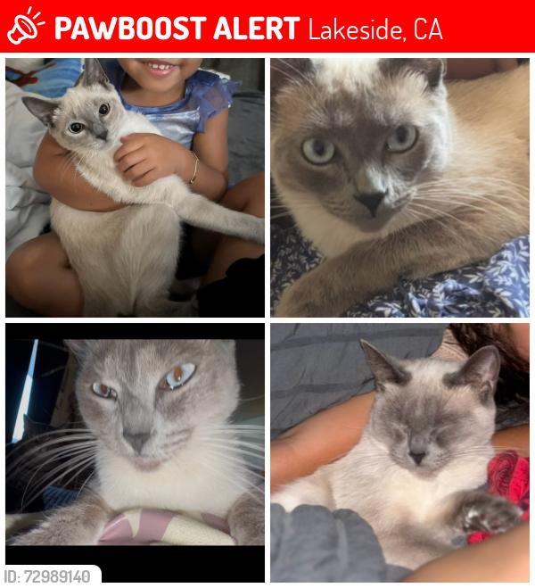 Lost Female Cat last seen Marilla drive, Lakeside, CA 92040