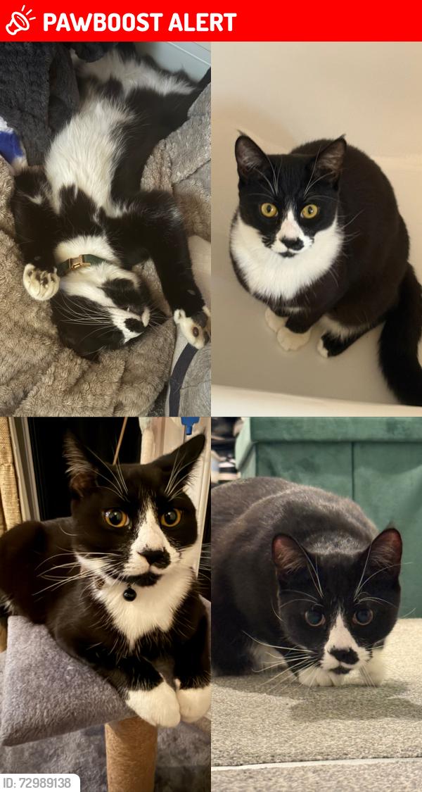 Lost Male Cat last seen Stratford-Upon-Avon, Warwickshire, England CV37 8YX