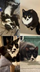 Lost Male Cat last seen Stratford-Upon-Avon, Warwickshire, England CV37 8YX