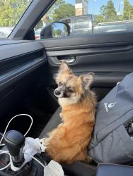 Found/Stray Female Dog last seen South Barker Cypress, Katy, TX 77494