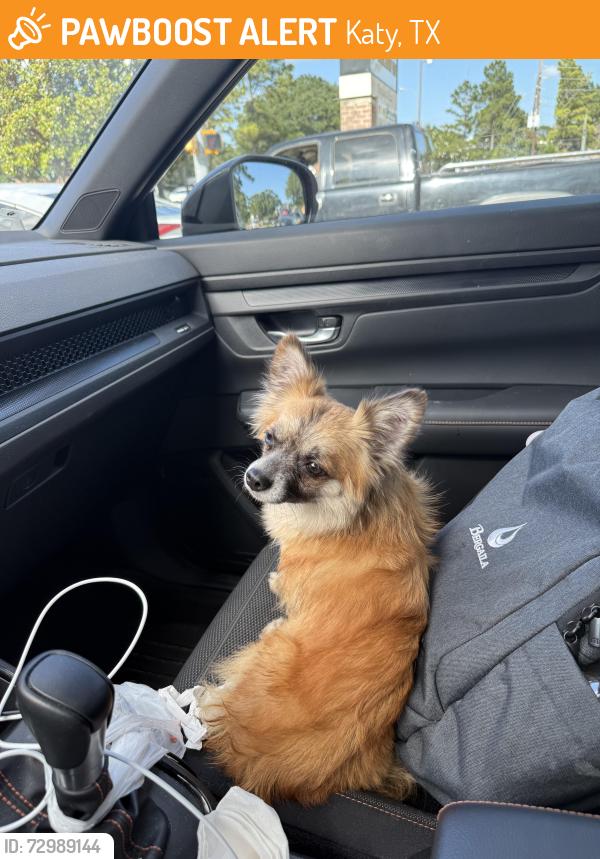 Found/Stray Female Dog last seen South Barker Cypress, Katy, TX 77494