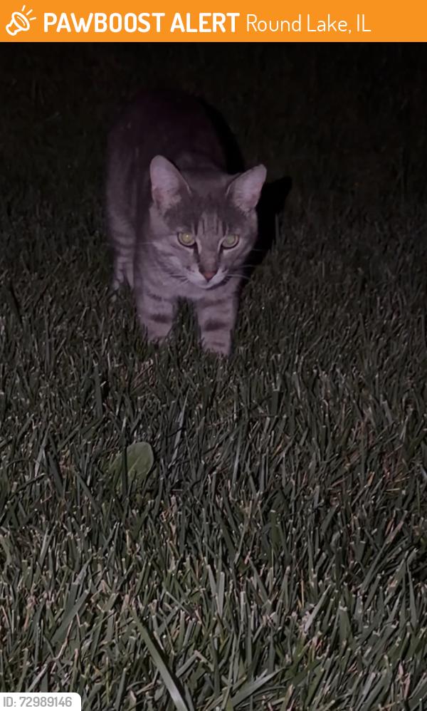 Found/Stray Male Cat last seen The Reserves Valley Lakes, Round Lake, IL 60073