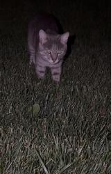 Found/Stray Male Cat last seen The Reserves Valley Lakes, Round Lake, IL 60073