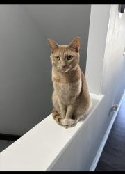 Lost Male Cat last seen Near Celest Ter, Chantilly, VA 20152