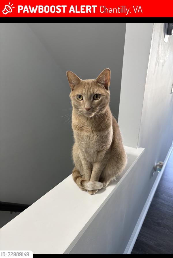 Lost Male Cat last seen Near Celest Ter, Chantilly, VA 20152