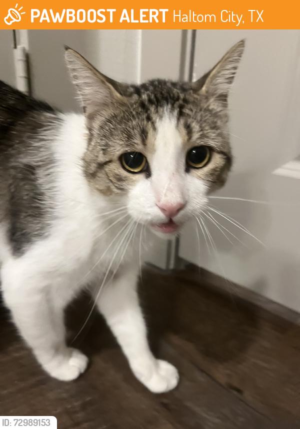 Found/Stray Male Cat last seen Bellrock Upper North apmts, Haltom City, TX 76137