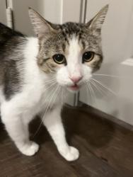 Found/Stray Male Cat last seen Bellrock Upper North apmts, Haltom City, TX 76137