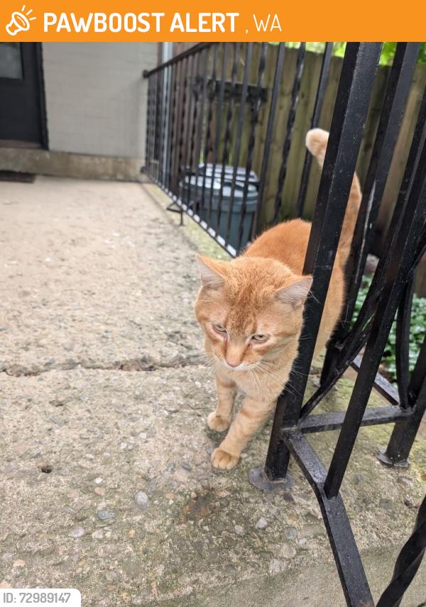 Found/Stray Male Cat last seen Bruck and Washington , Columbus, OH 43206