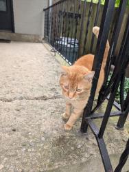 Found/Stray Male Cat last seen Bruck and Washington , Columbus, OH 43206
