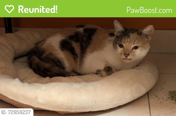 Reunited Female Cat last seen S Ashland Ave & 53rd St, Chicago, IL 60609