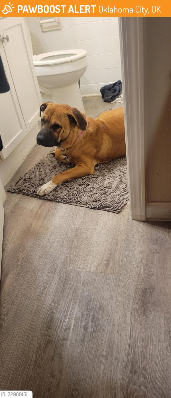 Found/Stray Male Dog last seen Near s youngs blvd , Oklahoma City, OK 73119