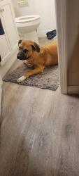 Found/Stray Male Dog last seen Near s youngs blvd , Oklahoma City, OK 73119
