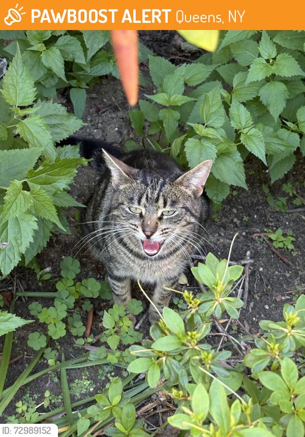 Found/Stray Female Cat last seen 16th Ave, Queens, NY 11357
