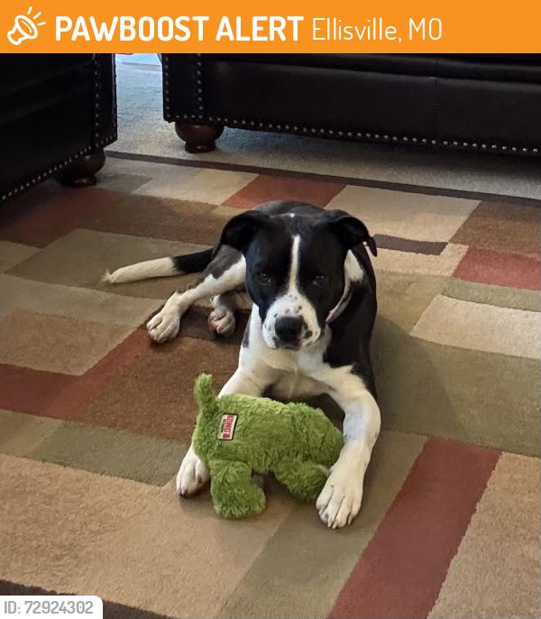 Found/Stray Female Dog last seen Weis Ave, near Ellisville Police Department, Ellisville, MO 63011