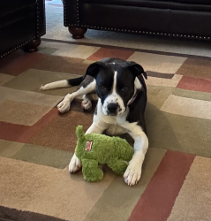 Found/Stray Female Dog last seen Weis Ave, near Ellisville Police Department, Ellisville, MO 63011