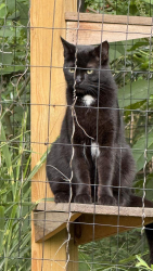 Reunited Unknown Cat last seen Forest Circle and Hillcrest Road, Richmond, VA 23225