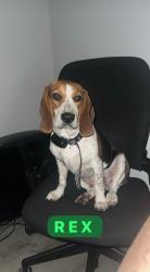 Reunited Male Dog last seen Address listed , Sandston, VA 23150