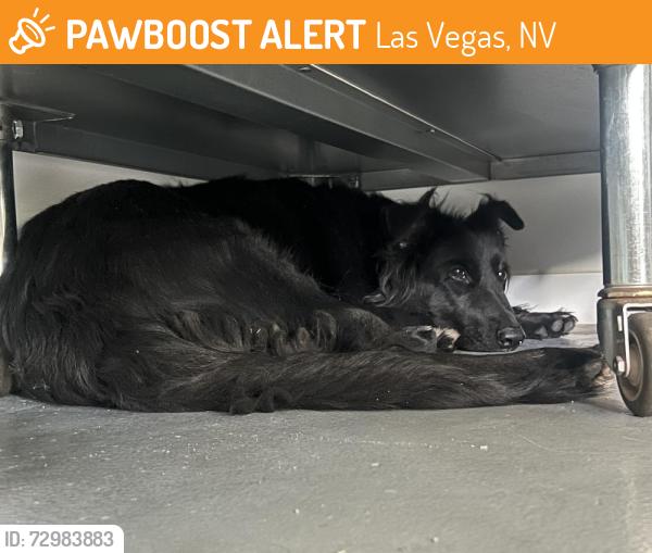 Found/Stray Unknown Dog last seen CHARLESTON AND SHADOW, Las Vegas, NV 89107