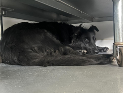 Found/Stray Unknown Dog last seen CHARLESTON AND SHADOW, Las Vegas, NV 89107