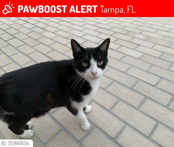 Lost Male Cat last seen Lois Ave, Tampa, FL 33629