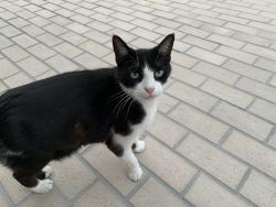 Lost Male Cat last seen Lois Ave, Tampa, FL 33629