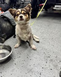 Found/Stray Male Dog last seen Baybreeze and lakebreeze, Orlando, FL 32808