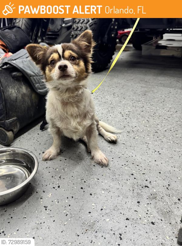 Found/Stray Male Dog last seen Baybreeze and lakebreeze, Orlando, FL 32808