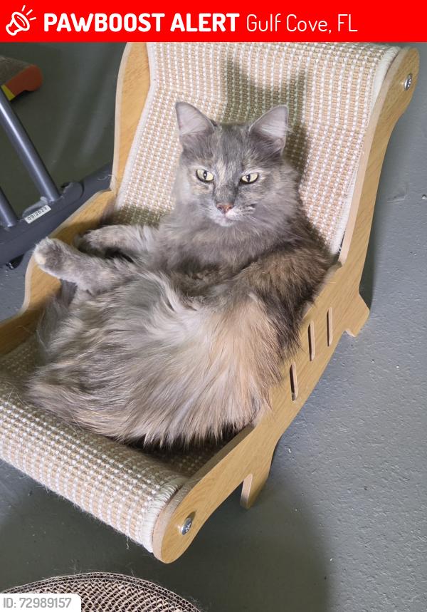 Lost Female Cat last seen Cannon and Plateau, Gulf Cove, FL 33981
