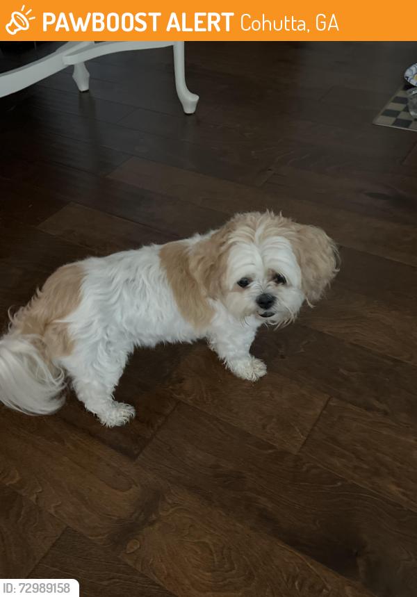 Found/Stray Female Dog last seen Nob North Golf Course, Cohutta, GA 30710