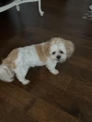 Found/Stray Female Dog last seen Nob North Golf Course, Cohutta, GA 30710