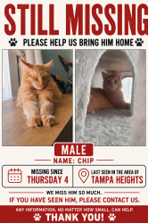 Lost Male Cat last seen N Highland Ave, Arlington heights , Tampa, FL 33602
