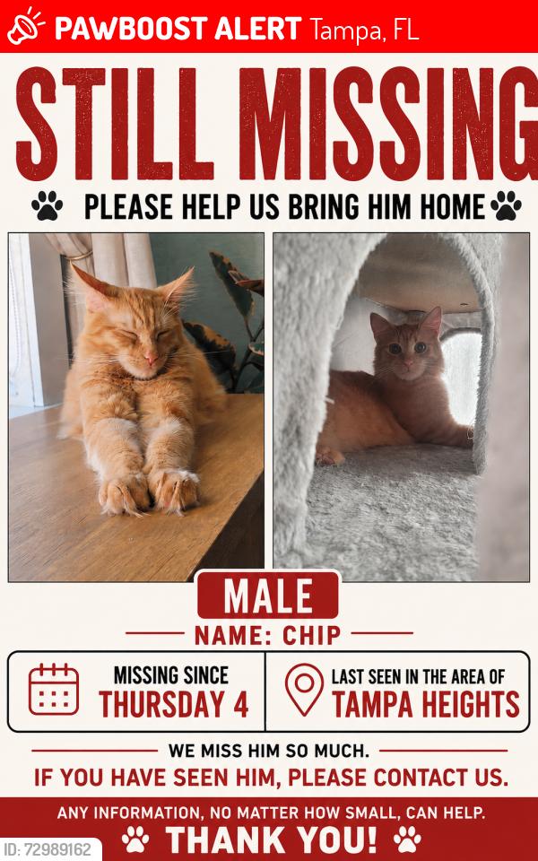 Lost Male Cat last seen N Highland Ave, Arlington heights , Tampa, FL 33602