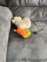 Lost Female Bird last seen Lambert and meads, Norfolk, VA 23505