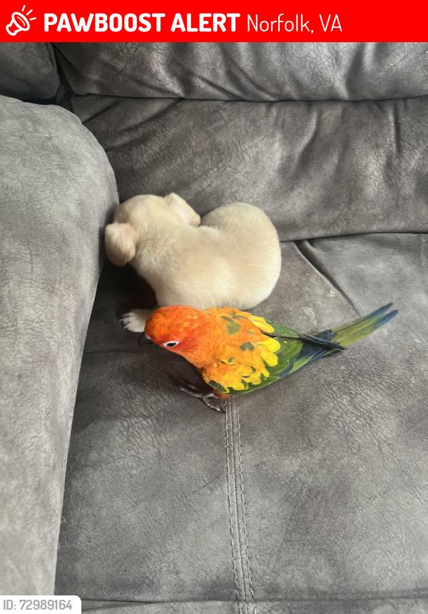 Lost Female Bird last seen Lambert and meads, Norfolk, VA 23505