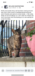 Found/Stray Female Cat last seen 150th Street & 18th Ave, Queens, NY 11357