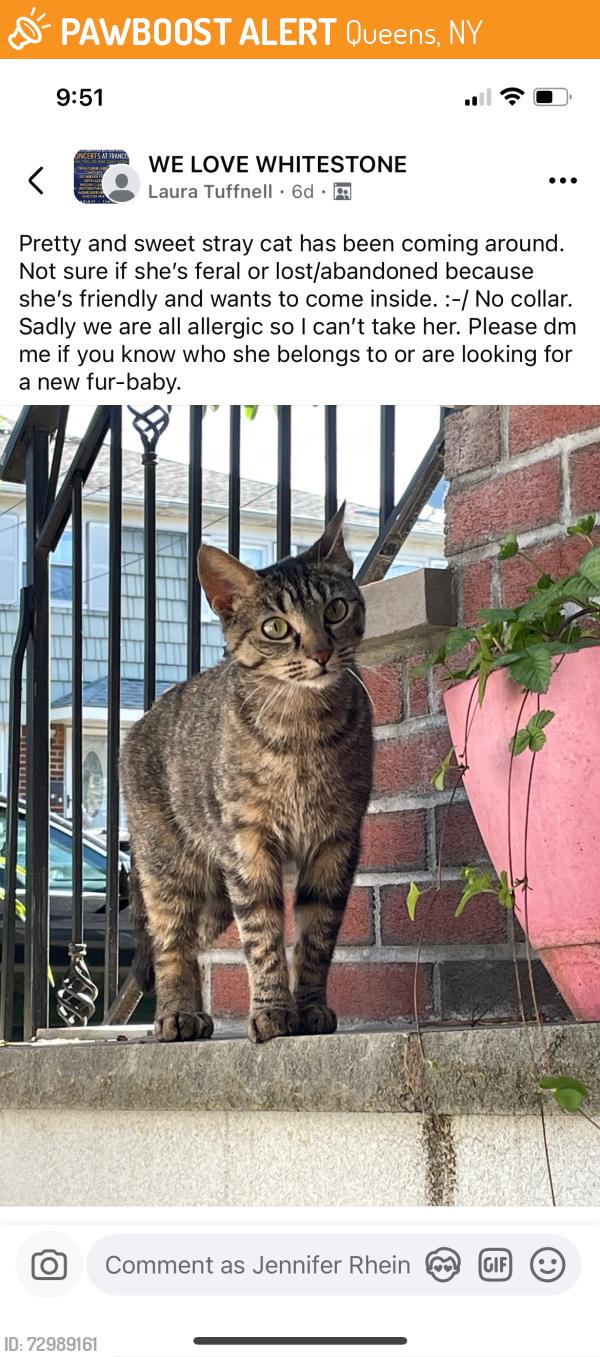 Found/Stray Female Cat last seen 150th Street & 18th Ave, Queens, NY 11357