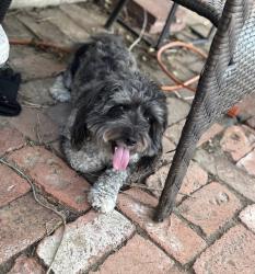 Lost Male Dog last seen Beulah and uclid by state fair grounds, Pueblo, CO 81004