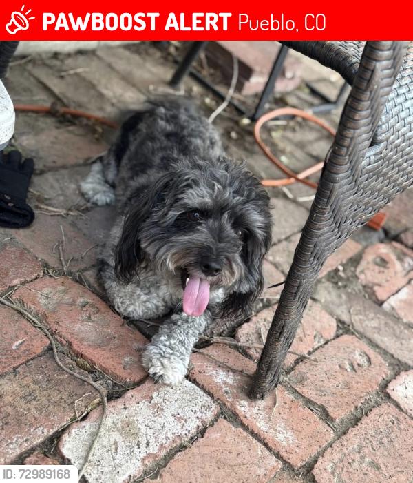 Lost Male Dog last seen Beulah and uclid by state fair grounds, Pueblo, CO 81004