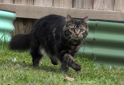 Lost Male Cat last seen Cross Rd in Bucksport off of Silver Lake Rd and Mill Vale Rd, Bucksport, ME 04416
