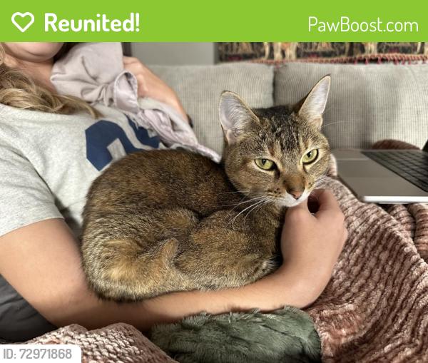 Reunited Female Cat last seen Near West apmts , Charleston, SC 29414