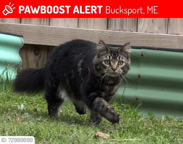 Lost Male Cat last seen Cross Rd in Bucksport off of Silver Lake Rd and Mill Vale Rd, Bucksport, ME 04416