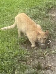 Found/Stray Male Cat last seen Loop 337 @ Walnut, New Braunfels Tx, New Braunfels, TX 78130