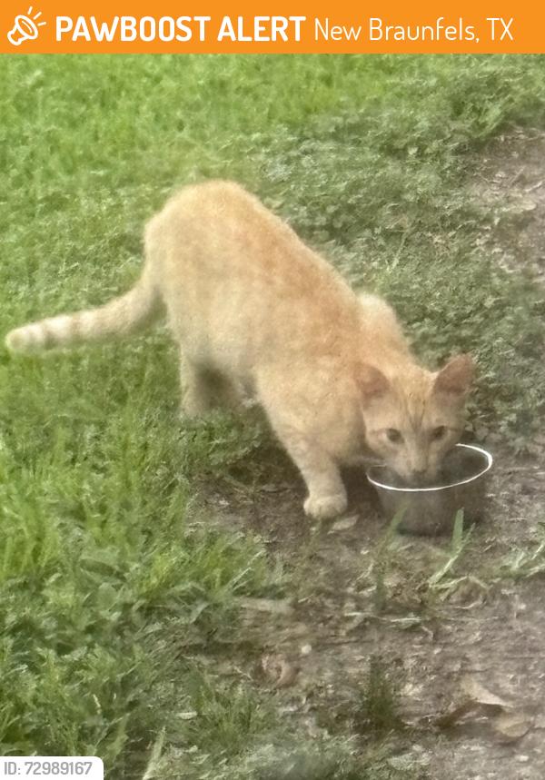 Found/Stray Male Cat last seen Loop 337 @ Walnut, New Braunfels Tx, New Braunfels, TX 78130